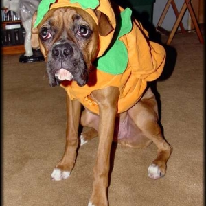 He's my little pumpkin!!!
