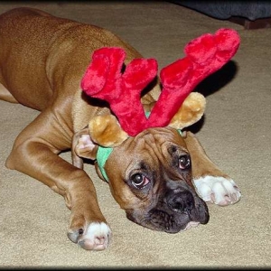 Got antlers??