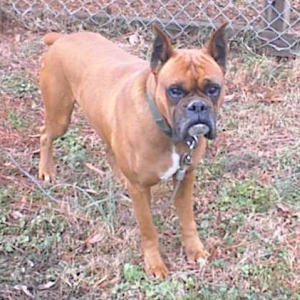 Layla's Dad