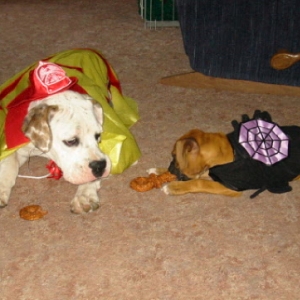Scary Dogs