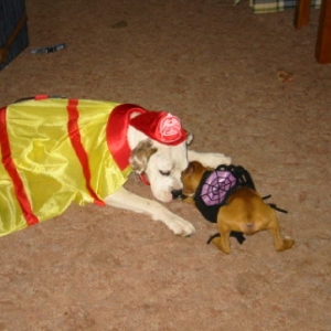 Halloween Costumes