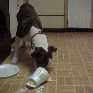 Pass the Coleslaw?