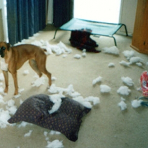 There goes the pillow....