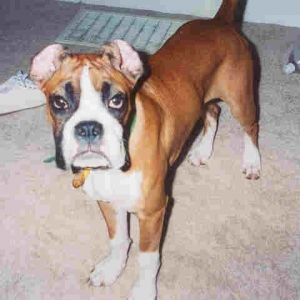 Funny ears