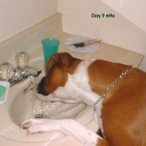 Ozzy discovers indoor plumbing!