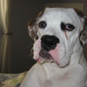 Elvisdog