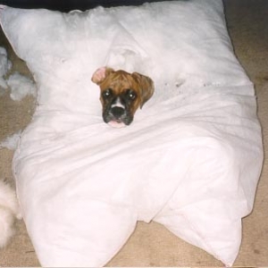 Chewin' up the dog bed...