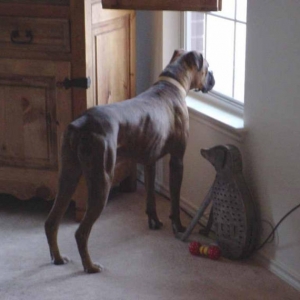 Guard Dog Cuatro