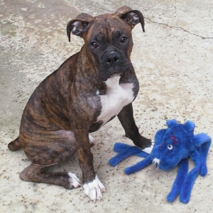 Its MY blue octopus!