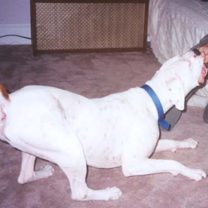 playing tug with a tennis ball