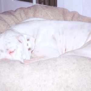 Enjoying his new bed