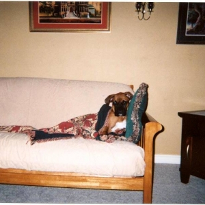 Hammer, warm and cozy on HIS couch!
