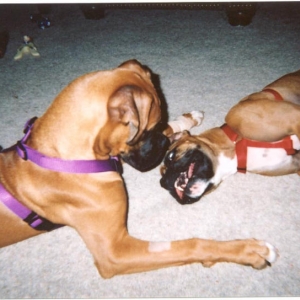 Hammer & Ginger's 1st Meeting