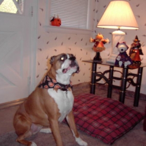 Halloween 2002