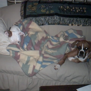 catdog's cousin dogdog