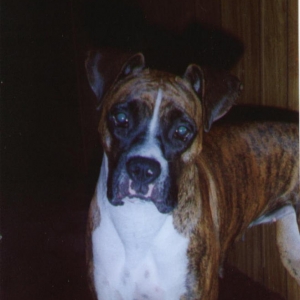 Roxie, my rainbow bridge boxer