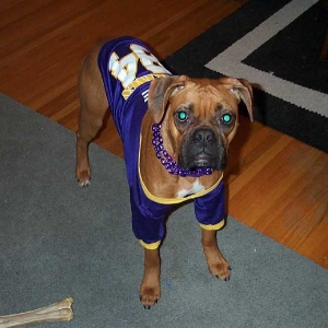 Halloween - MN Vikings Fan