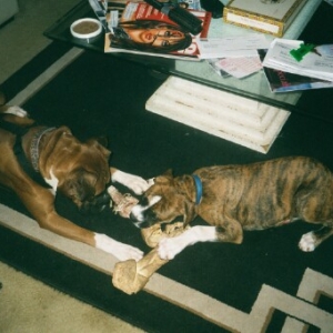 Damion and Rocky playing with a bone.