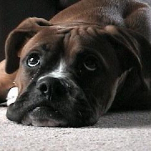 samson
