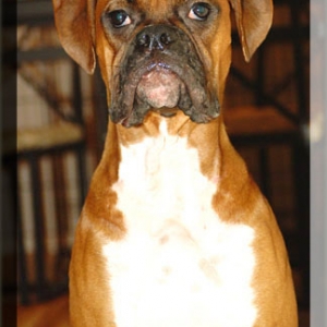 Handsome Apache