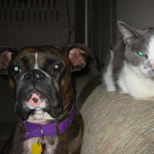 Buddies