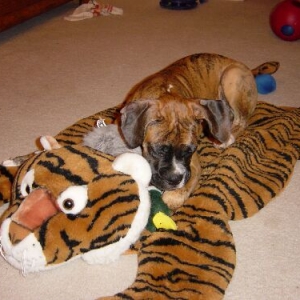 brindle bed