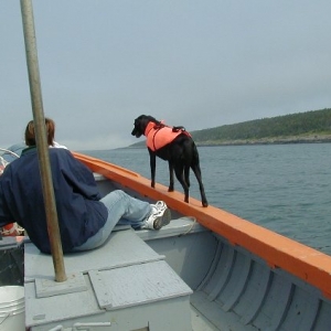 Bailey the Sea Dog!