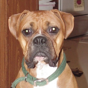 Apollo @ 14 months