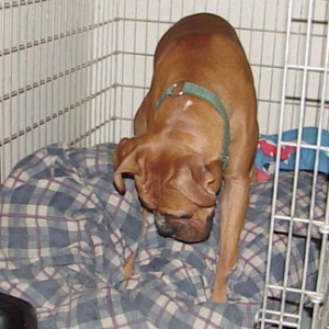 Playing in his Crate