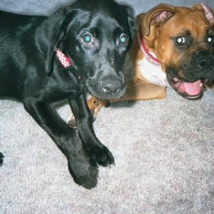 Ronan(Boxer) and Bleu(Lab) being silly
