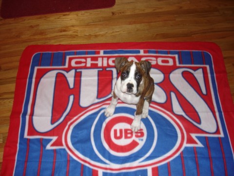 #1 CUBS FAN