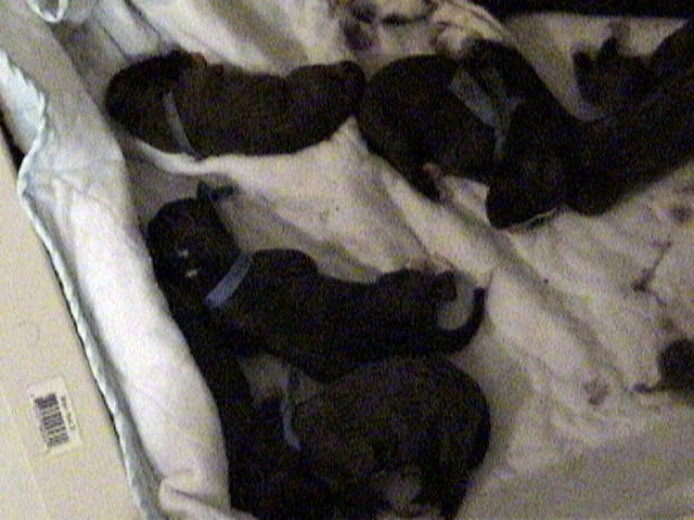 1-day old