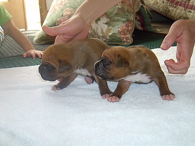 10 days old