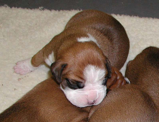 10 days old