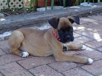 10 weeks old