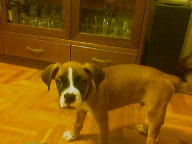 10 weeks old