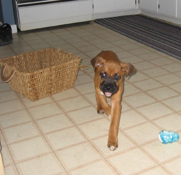 10 weeks Old