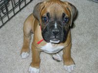 10 weeks
