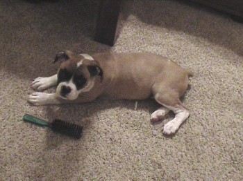 11.5 weeks