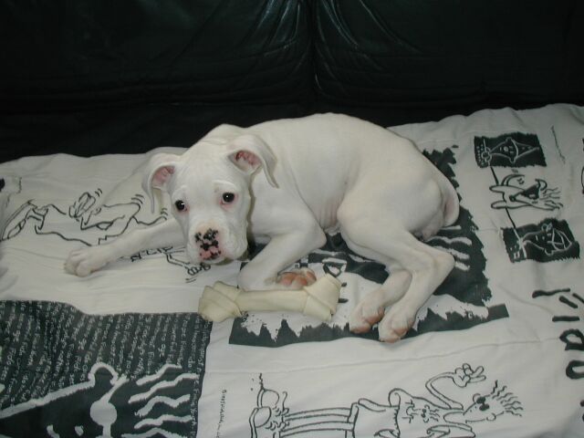 11 weeks