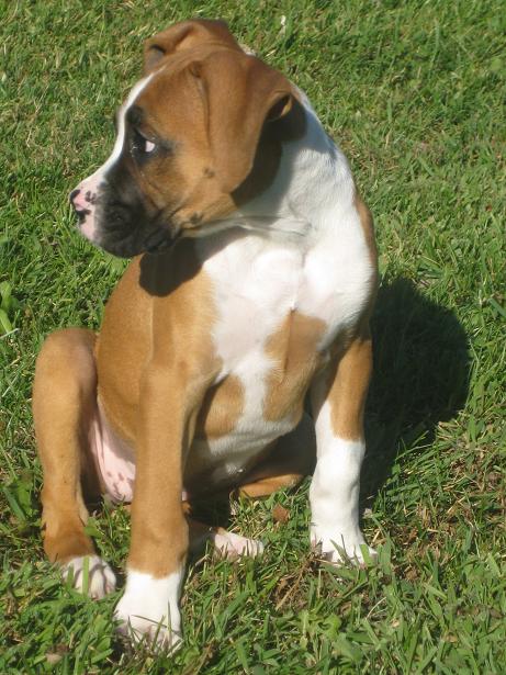 11 weeks