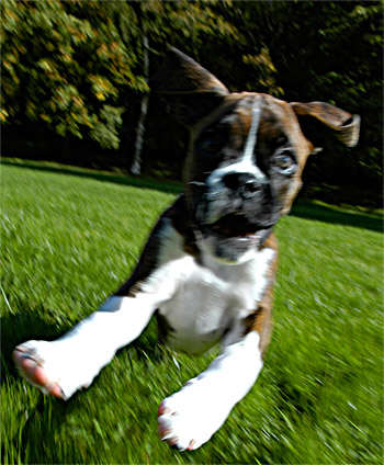 12 weeks old..