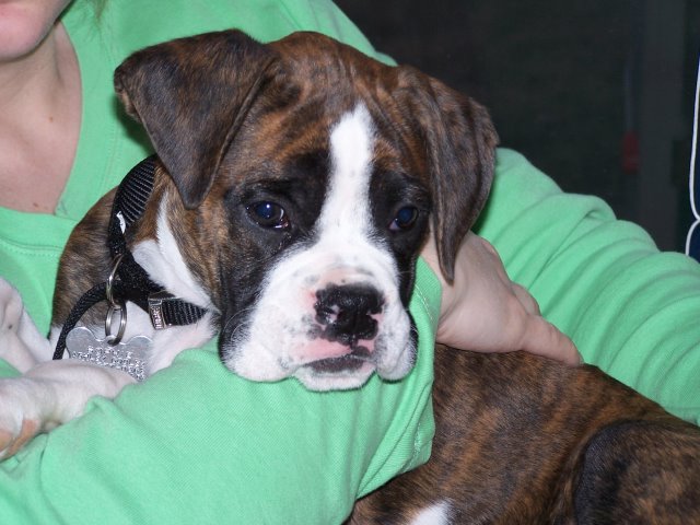 12 weeks old