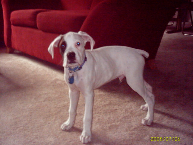 13 weeks old