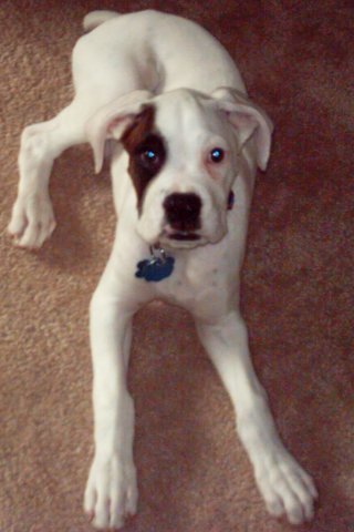 13 weeks old
