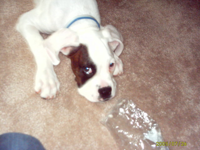 13 weeks old