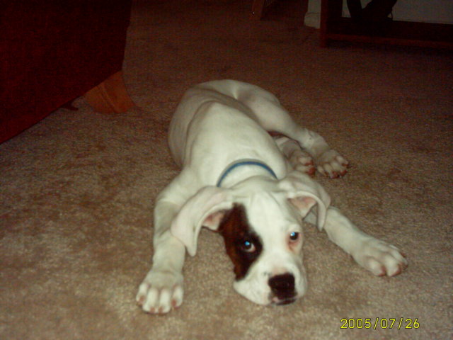 13 weeks old