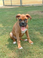 13 weeks