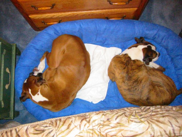 130 lbs. of Boxer in same bed