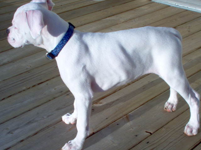 13weeks1